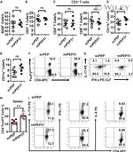 IFN gamma Antibody in Flow Cytometry (Flow)