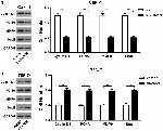 Cyclin D1 Antibody in Western Blot (WB)