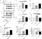 Occludin Antibody in Western Blot (WB)