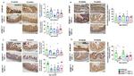 Occludin Antibody in Immunohistochemistry (IHC)