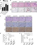 CD45R (B220) Antibody in Immunohistochemistry (IHC)