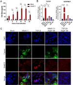 SMAD3 Antibody in Immunocytochemistry (ICC/IF)