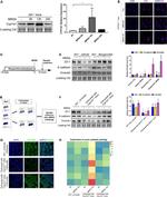 Occludin Antibody in Western Blot, Immunohistochemistry (WB, IHC)