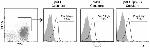 FOXP3 Antibody in Flow Cytometry (Flow)