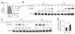 FOXP3 Antibody in Western Blot (WB)