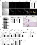 F4/80 Antibody in Immunocytochemistry, Immunohistochemistry, Flow Cytometry (ICC/IF, IHC, Flow)