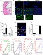 CD117 (c-Kit) Antibody in Immunohistochemistry (IHC)