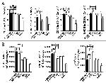 MHC Class II (I-A/I-E) Antibody in Flow Cytometry (Flow)