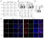 CD25 Antibody in Flow Cytometry (Flow)