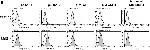 Rat IgG2a kappa Isotype Control in Flow Cytometry (Flow)