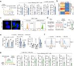 IFN gamma Antibody in Flow Cytometry (Flow)