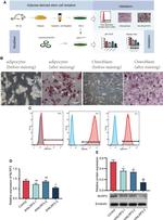 CD29 (Integrin beta 1) Antibody in Flow Cytometry (Flow)