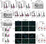 Vimentin Antibody in Immunocytochemistry (ICC/IF)