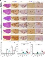 CD3e Antibody in Immunohistochemistry (IHC)