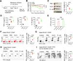 IFN gamma Antibody in Flow Cytometry (Flow)