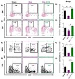 CD19 Antibody in Flow Cytometry (Flow)