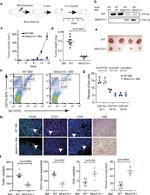 CD11b Antibody in Flow Cytometry (Flow)