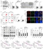 CD44 Antibody in Flow Cytometry (Flow)