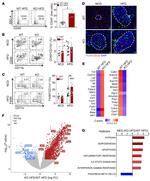 CD45 Antibody in Flow Cytometry (Flow)