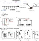 IFN gamma Antibody in Flow Cytometry (Flow)