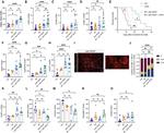 FOXP3 Antibody in Flow Cytometry (Flow)