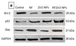 Bcl-2 Antibody in Western Blot (WB)