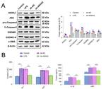 Caspase 1 Antibody in Western Blot (WB)