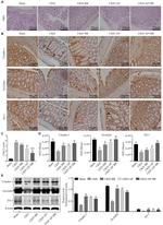 Claudin 1 Antibody in Western Blot, Immunohistochemistry (WB, IHC)