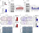 Claudin 1 Antibody in Western Blot (WB)