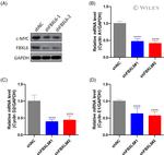 c-Myc Antibody in Western Blot (WB)