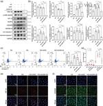 GSDMD Antibody in Western Blot, Immunocytochemistry (WB, ICC/IF)