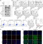 GSDMD Antibody in Immunocytochemistry (ICC/IF)