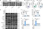 GSDMD Antibody in Western Blot (WB)