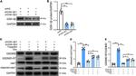 Caspase 1 p20 (Cleaved Asp296) Antibody in Western Blot (WB)