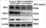 NQO1 Antibody in Western Blot (WB)