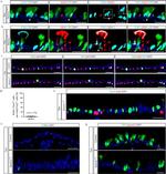 FOXJ1 Antibody in Immunocytochemistry (ICC/IF)