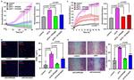 PCNA Antibody in Immunocytochemistry (ICC/IF)