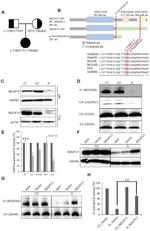 SDHA Antibody in Western Blot (WB)