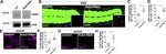 alpha Tubulin Antibody in Western Blot (WB)