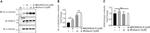 alpha Tubulin Antibody in Western Blot (WB)