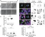 alpha Tubulin Antibody in Immunocytochemistry (ICC/IF)