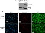 alpha Tubulin Antibody in Western Blot (WB)