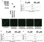 Occludin Antibody in Western Blot, Immunocytochemistry (WB, ICC/IF)