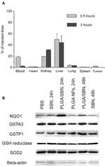 NQO1 Antibody in Western Blot (WB)