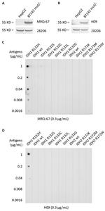 IDH1 Antibody in Western Blot (WB)