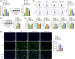 F4/80 Antibody in Flow Cytometry (Flow)