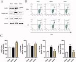 Caspase 1 (Cleaved Asp210) Antibody in Western Blot (WB)