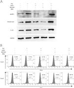 Caspase 1 (Cleaved Asp210) Antibody in Western Blot (WB)