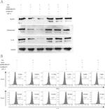 Caspase 1 (Cleaved Asp210) Antibody in Western Blot (WB)