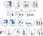 CD45R (B220) Antibody in Flow Cytometry (Flow)